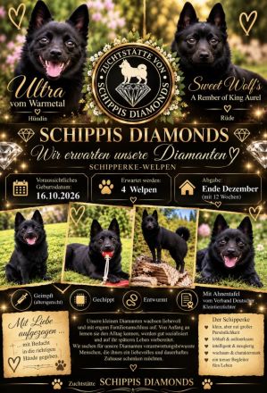 Schipperke, der kleinste Schäferhund der Welt