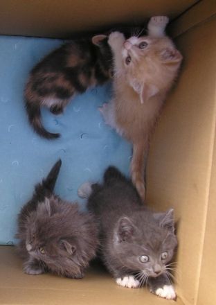 Katzenbabys Edelmix BKH x Russisch Blau Kitten