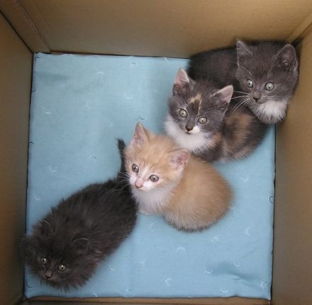 Katzenbabys Edelmix BKH x Russisch Blau Kitten