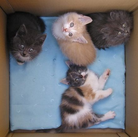 Katzenbabys Edelmix BKH x Russisch Blau Kitten