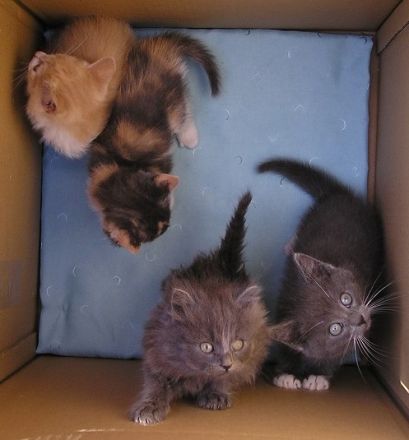 Katzenbabys Edelmix BKH x Russisch Blau Kitten