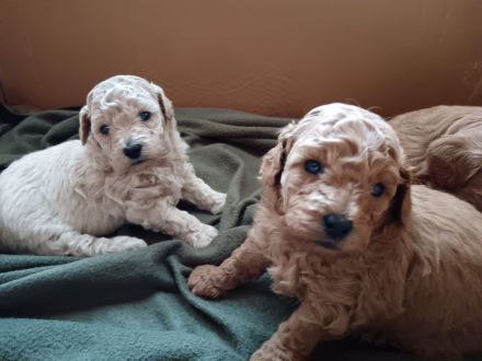 Maltipoo welpe Malteser toypudel