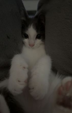 Verschmustes Katzenbaby