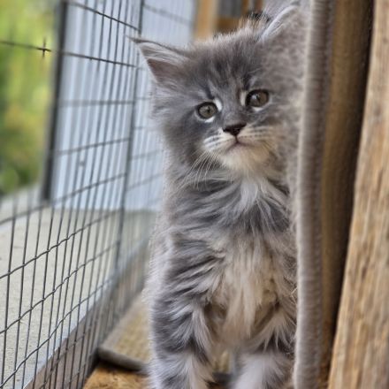 Maine Coon Kitten XL weiblich