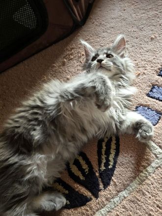 Maine Coon Kitten XL weiblich