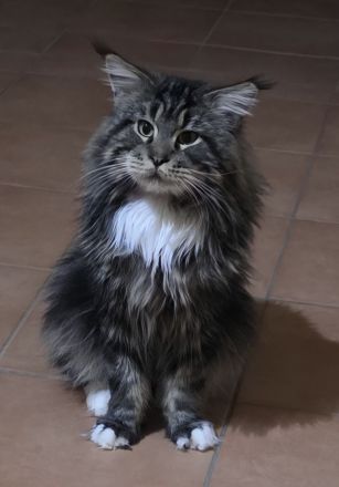Maine Coon Kitten XL weiblich