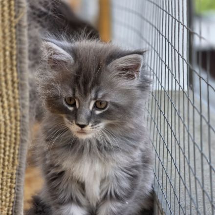 Maine Coon Kitten XL weiblich