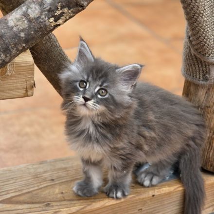 Maine Coon Kitten XL weiblich