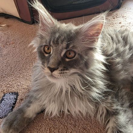 Maine Coon Kitten XL weiblich