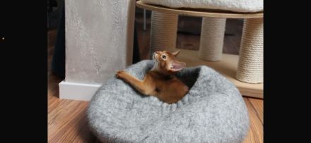 Zuckersüßer Abessinier Kater
