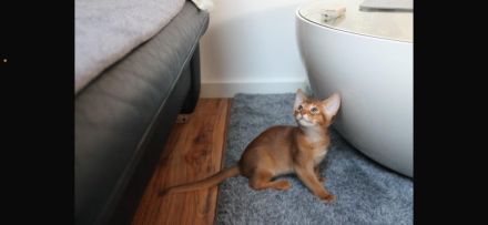Zuckersüßer Abessinier Kater