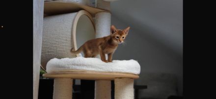 Zuckersüßer Abessinier Kater