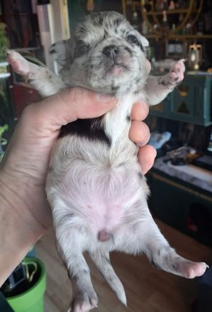 Chihuahuawelpen Langhaar in Merle, Black und Schoko-Tan zu verkaufen.