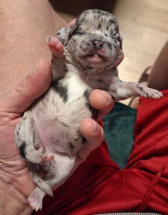 Chihuahuawelpen Langhaar in Merle, Black und Schoko-Tan zu verkaufen.