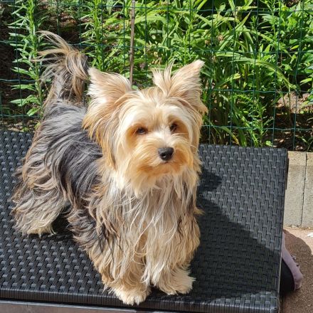 Blue Diamond Blue und Schoko Merle Yorkshire Terrier