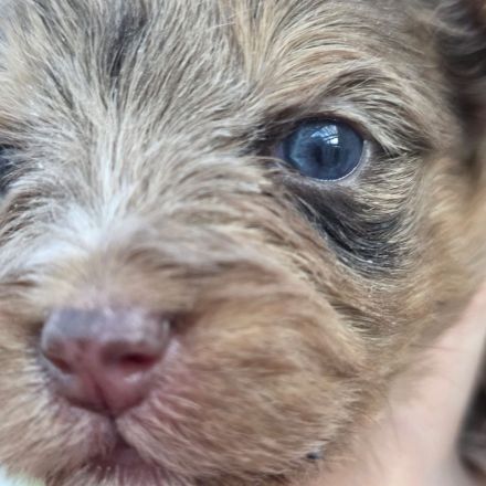 Blue Diamond Blue und Schoko Merle Yorkshire Terrier