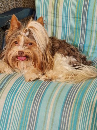 Blue Diamond Blue und Schoko Merle Yorkshire Terrier