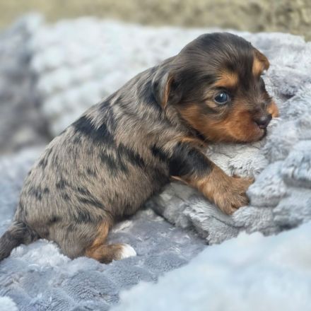 Blue Diamond Blue und Schoko Merle Yorkshire Terrier