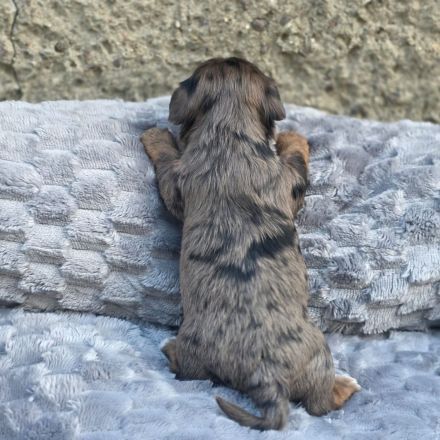 Blue Diamond Blue und Schoko Merle Yorkshire Terrier