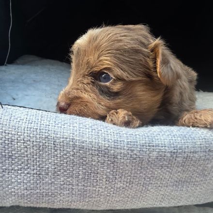 Blue Diamond Blue und Schoko Merle Yorkshire Terrier