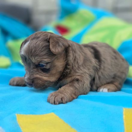 Blue Diamond Blue und Schoko Merle Yorkshire Terrier