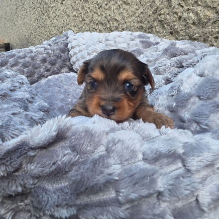 Blue Diamond Blue und Schoko Merle Yorkshire Terrier