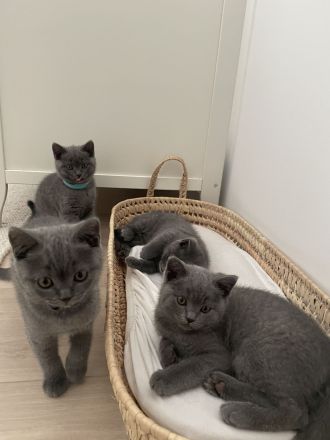Zuckersüße BKH-Kitten suchen ein neues Zuhause