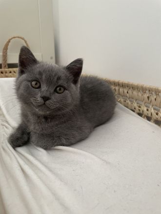 Zuckersüße BKH-Kitten suchen ein neues Zuhause