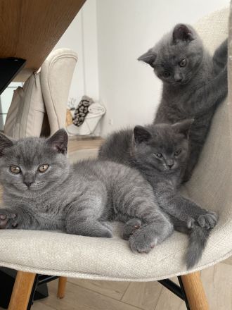 Zuckersüße BKH-Kitten suchen ein neues Zuhause