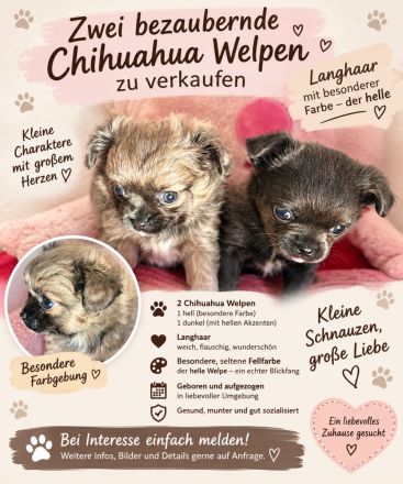 Zwei bezaubernde Rüden suchen ihr Für-immer-Zuhause!