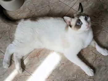 Chiki