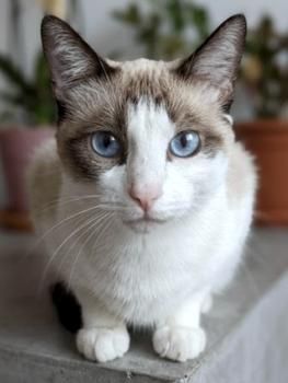 Chiki