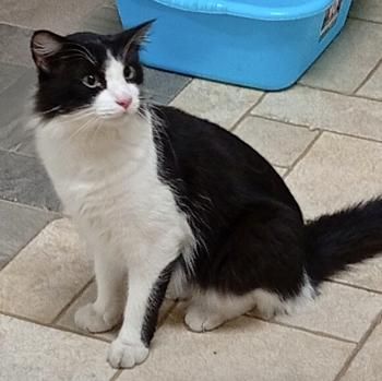 Loki
