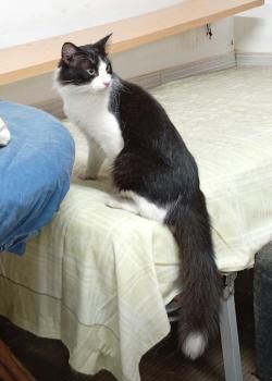Loki