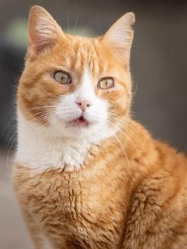 Simba, FIV positiv