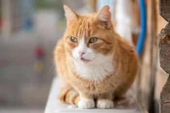 Simba, FIV positiv