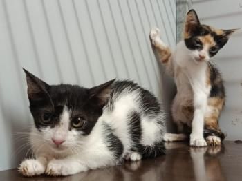 Olivia und Bella