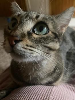 Lucinda