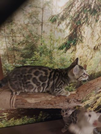 Zauberhafte Bengal Kitten mit Stammbaum