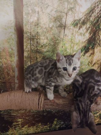Zauberhafte Bengal Kitten mit Stammbaum