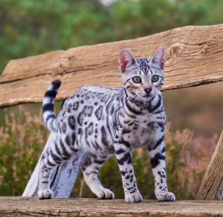 Zauberhafte Bengal Kitten mit Stammbaum