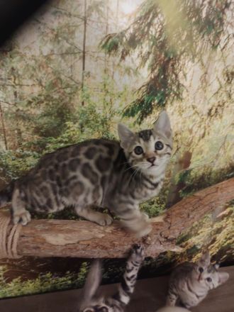 Zauberhafte Bengal Kitten mit Stammbaum