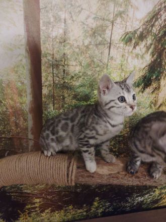 Zauberhafte Bengal Kitten mit Stammbaum