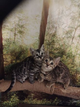 Zauberhafte Bengal Kitten mit Stammbaum