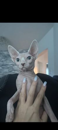 Sphynx Katzendame