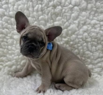 Französische Bulldoggen-Welpen