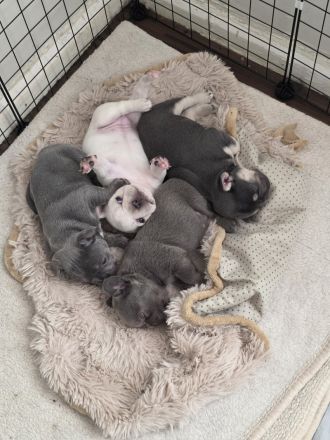 Französische Bulldogge Welpen suchen ihr neues Zuhause
