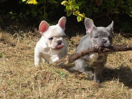 Französische Bulldogge Welpen suchen ihr neues Zuhause