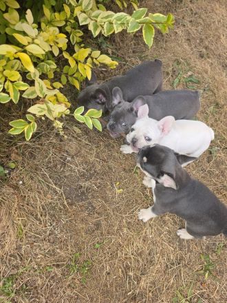 Französische Bulldogge Welpen suchen ihr neues Zuhause
