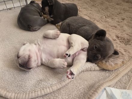 Französische Bulldogge Welpen suchen ihr neues Zuhause